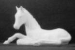 Foal laying